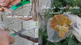 تطعيم العنب  من خلال طعم اللسان