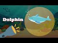 Aquatic Animals for kids | Learn Sea Animal Names - Ocean Animal Videos - Sea Animal Puzzle for Kids