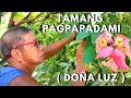 Paano magpa-ugat o magpa-sanga ng halaman na Doña Luz #marcotting #doñaluz #Mussaendaphilippica