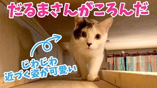 だるまさんがころんだをする猫のぽてとが可愛いすぎた！