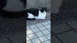 黒白ハチワレねこ。ここの仲間になり、落ち着けたみたい