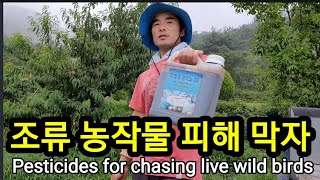 장마철 산새, 조류를 쫓는 농약 Pesticides for chasing Mt. birds and wild birds.