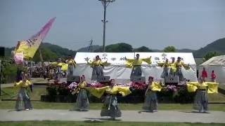 いよさこい!! 華魅 - HANABI～2回目 ～バラ祭りよしうみ２０１６