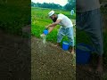 পালং শাক চাষ করলাম spinach cultivation method