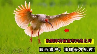 朱鹮即将被宣布灭绝之时，陕西猎户却对专家说：我昨天才刚见过！