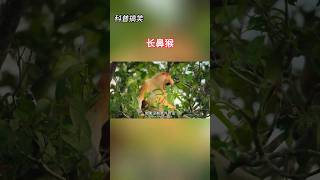 【科普 | 搞笑】长鼻猴！#纪录片解说 #动物世界精彩集锦 #动物解说 #搞笑解说 #动物世界