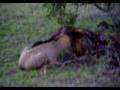 Lion Eating Buffalo at the Kruger National Park with b ray dinning