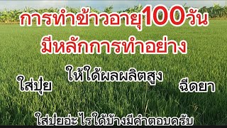 🌾5451/30วัน!!เทคนิกการทำข้าวอายุ100วันทำแบบไหน.ข้าวโตเร็วแตกกอดี#ชาวนา #ลุงตี๋ตะวันแดง