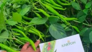 #chilliBharari1222 मिरची भरारी 1222 #sandipkarande #karyonorganic #karyon #boss #boff