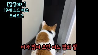 [달달메치]비오는 밤에 있었던 일 #노묘 #고양이브이로그