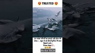 Trusted pigeon emotional video💯.. #viral #true #trusted #pigeon #trustedcompany