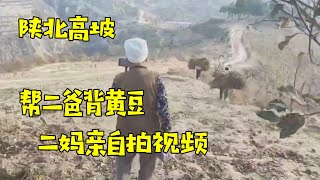 陕北高坡帮二爸家背黄豆，二妈亲自拍视频【贺永贤】