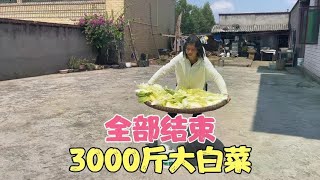 贵州高山上拉回来3000斤大白菜全部结束，还好留了一点做盐白菜