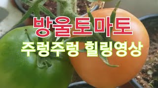 돈버는 신개념 베란다텃밭 만들기 ( 32편 ) 세상에 이런일이 방울토마토가 주렁주렁 힐링하러오세요# Creating a New Concept of Veranda Garden