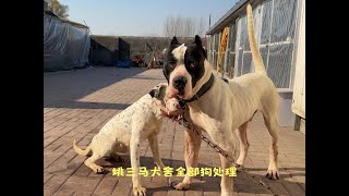 姚三马犬舍全部狗处理，第1条就是白起去往新家，网友