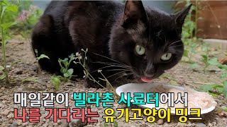 매일같이 빌라촌 사료터에서 나를 기다리는 유기고양이 밍크