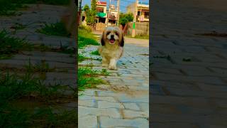 ਕੋਕੋ❤️(COCO) #dog #motivation #punjabi #doglover #dogshorts #animals #animation #world #hindisong