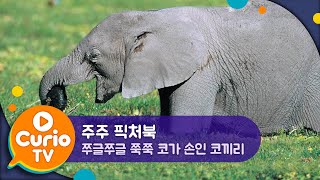 쭈글쭈글 쭉쭉 코가 손인 코끼리 | 주주 픽처북 | Zoo Zoo Picture Book [Play Curio TV]