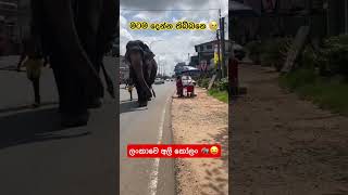 ඇයි ඒ විසි කරේ #nature #travel #elephant #sinharaja #trending #shorts #short #shortvideo #foryou #fy