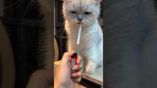 বিড়াল সিগারেট খাই 😂😂/When the cat smokes a cigarette  😂 #sorts