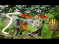 Terrible Scared:Discovered a Large Beehive in A Giant Python Protected Abandoned House | Clean Up 94