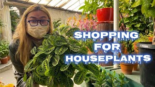 Shopping for Houseplants | Houseplant Fever at Orchid Fever!