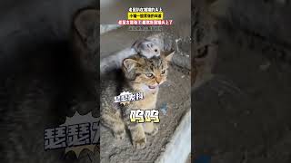 老鼠趴在猫猫的头上 #猫咪 #动物的迷惑行为