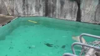 ホッキョクグマ・キロルの見事な背泳ぎ（20110522 浜松市動物園）