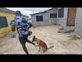 Tiwonisam dogs world