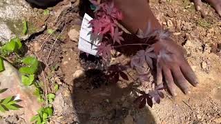 How To Transplant Roses Hibiscus Japanese Maple Tree