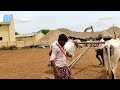 super oxe indian farmer super farmers desiya cattiles indian oxes bulls videos