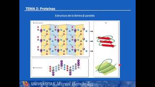 Tema 2.6 Estructura secundaria (UMH1003 2015-16)