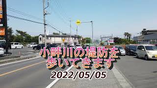 小畔川散歩２０２２／５／５  「改」５５５５５