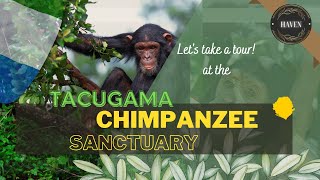 Inside a Chimpanzee Sanctuary! | A tour with Tacugama | Visit Sierra Leone