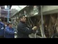 milkplan 2009 documentary 2 of 2 video en **** farm tv ***