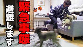 災害が起こった瞬間...ハスキー犬と保護犬トイプードル