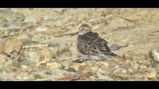 Least sandpiper stilt pool medmerry rspb