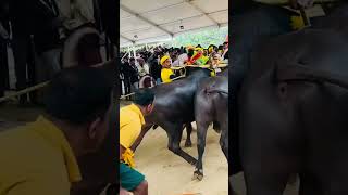 #bangalore #karnataka #kambala #palacegrounds