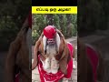 என்னால மூச்சு விட முடியல funny petcomedy funnydog petlaughs funnypet funnyanimal shorts