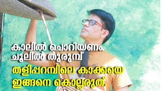 കാലിൽ ചൊറിയണം, ചൂലിൽ തുരുമ്പ് തളിപ്പറമ്പിലെ കാക്കയെ ഇങ്ങനെ കൊല്ലരുത് 