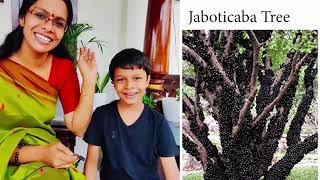 വ്യത്യസ്തമായ ഈ 5 മരങ്ങൾ നിങ്ങൾ കണ്ടിട്ടുണ്ടോ ??  5 Unusual and Amazing Trees of the World.