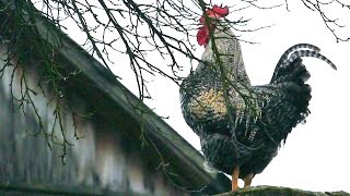 KOGUT PIEJE na KOMINIE🐔