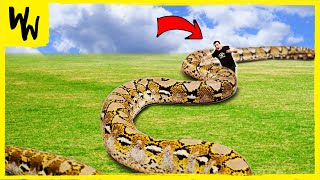 How to Measure a Giant Snake!