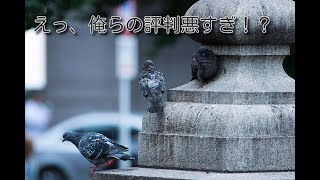 鳩はなぜ空飛ぶネズミと言われるのか