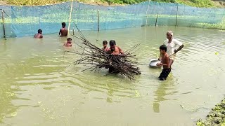 গাছের লাকড়ী দিয়ে অভিনব কায়দায় খালে দেশীয় মাছ ধরার অবিশ্বাস্য পদ্ধতি