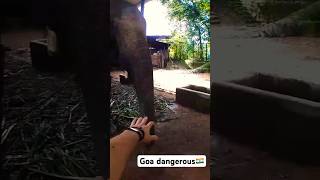 Don’t play with elephants #india #viral #shorts #trending