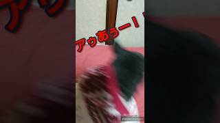 カメラを向けると激怒する浪速のチワワ犬 #shorts #short #ショート #ショート動画 #いぬ #わんこ #わんちゃん #犬 #イヌ #ペット #愛犬 #チワワ #おもしろ #おもしろ動画