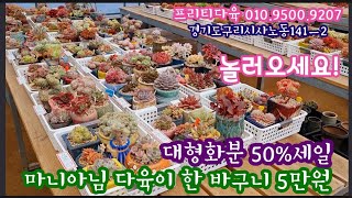 프리티다육에서 마니아다육이 한바구니 5만원 💕대형화분50%할인 :매장방문고객대상입니다~ 프리티다육 010.9500.9207[오는길:경기도구리시사노동141ㅡ2]