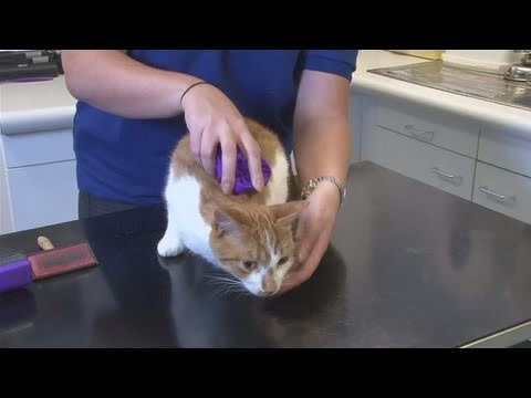 How To Know Your Cat Is Stressed How To Know Your Cat Is Stressed
