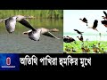 জাহাঙ্গীরনগরে ভিড়ছে অতিথি পাখি ll Jahangirnagar University ll Birds